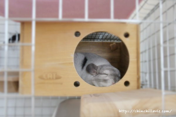 チンチラ「ティモ」の寝顔