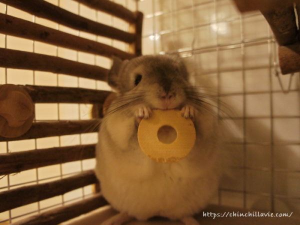 「KAWAI コインワッシャー」をおもちゃに遊ぶチンチラのティモ