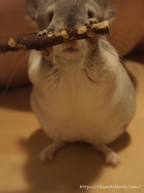 「KAWAI りんごバー」を両手に持つチンチラのティモ