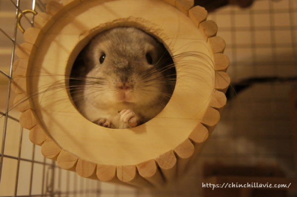 SBSコーポレーション 円筒巣箱がお気に入りなチンチラのティモ