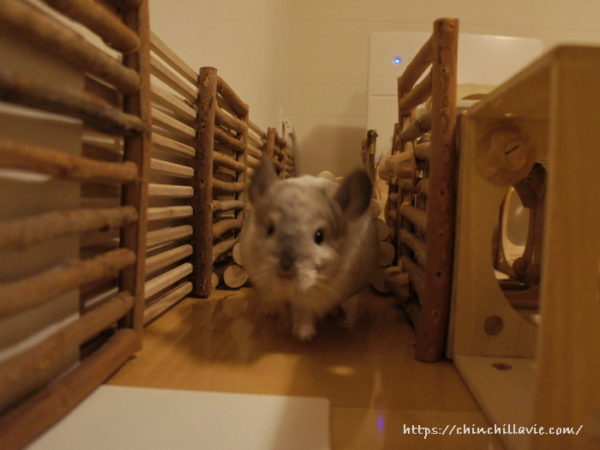 チンチラ「ティモ」のかけっこコーナー