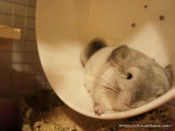 ホイール回し車をベッド代わりにして一休み