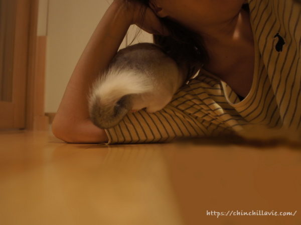 肘枕をすると三角の隙間をトンネル代わりに遊びにやってくるチンチラのティモ