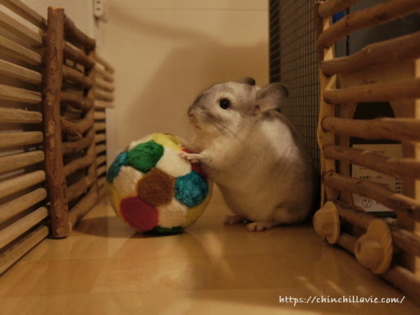 チンチラのティモにボールのおもちゃを買ってみたけれど、起毛された繊維を齧って引っ張るようになってしまったため使用を中止しました