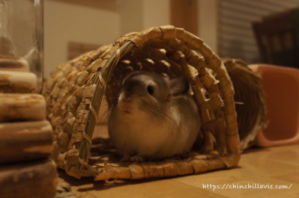 チンチラ「ティモ」のへやんぽコーナーに仲間入りした「KAWAI 南国トンネル ロング」