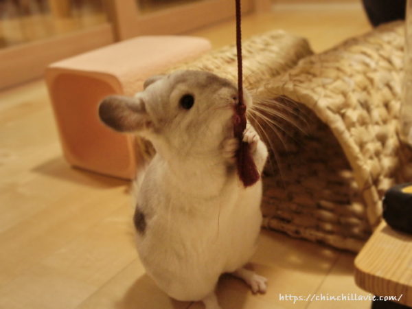 チンチラのティモの前に紐をプラプラプラ。ティモが釣れました