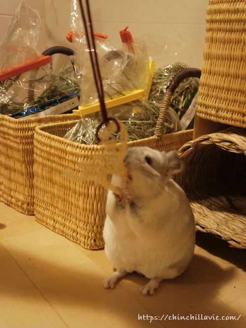 チンチラのティモに紐にへちまを結び付けて齧って食べても安心安全なおもちゃ