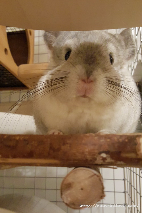 ティモのチンチラケージの2Fからこんにちは!
