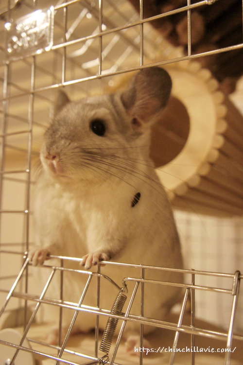 おすましチンチラ「ティモ」ちゃん、肩にうんちついてますよ?