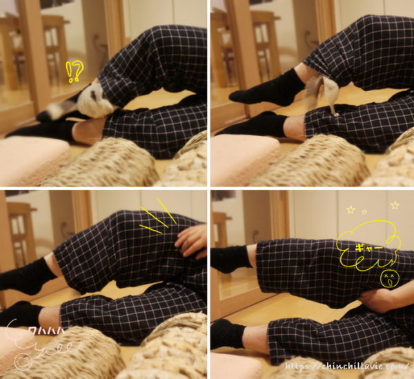 チンチラ「ティモ」のへやんぽ中のハプニング