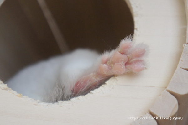 チンチラのティモの愛しいあんよ