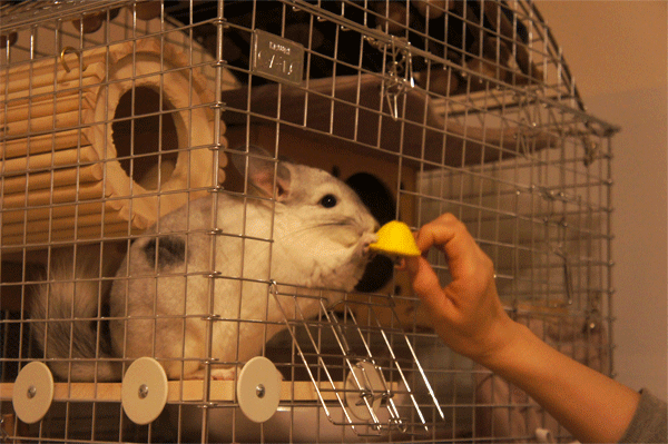 ミニチュア帽子をおもちゃと勘違いして両手でとろうとするチンチラのティモ