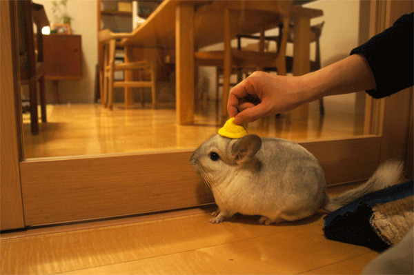 MORUSUPER-7M モルモット雑貨作家のめめさんのミニチュア幼稚園帽子をおでこにのせられてもじーっとしている心優しきチンチラのティモの様子