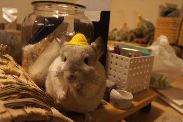 チンチラのティモも今日は幼稚園帽子 ミニチュア帽子でチンチラのティモもおしゃれ中