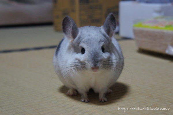 チンチラ「ティモ」を連れて実家へ