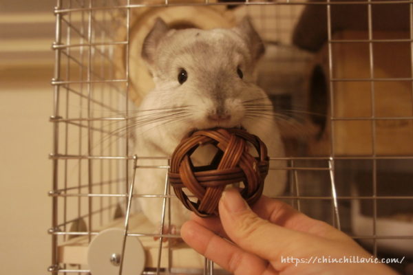 チンチラ「ティモ」に試してみた新しいおもちゃ