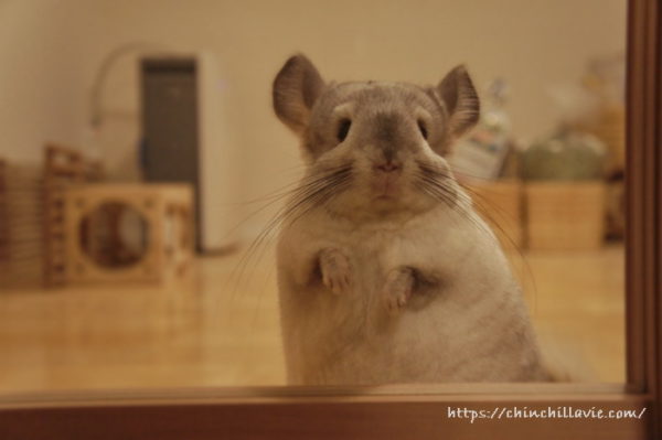 へやんぽコーナーを仕切るガラス扉越しにリビングをみつめるチンチラのティモ