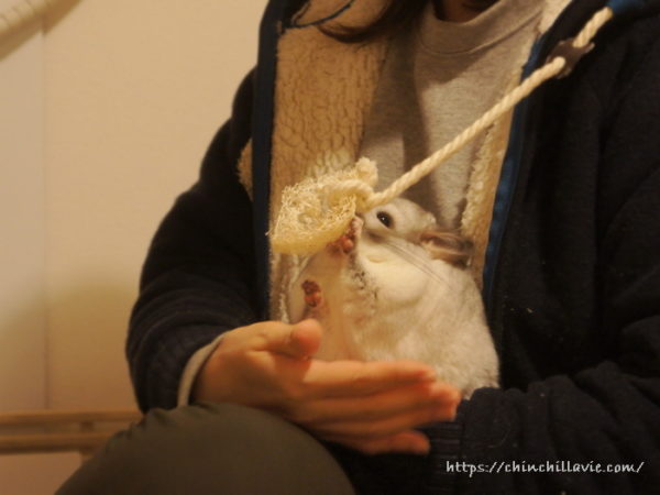 チンチラのティモのへやんぽタイム専用パーカーにへちまをくっつけてみたよ