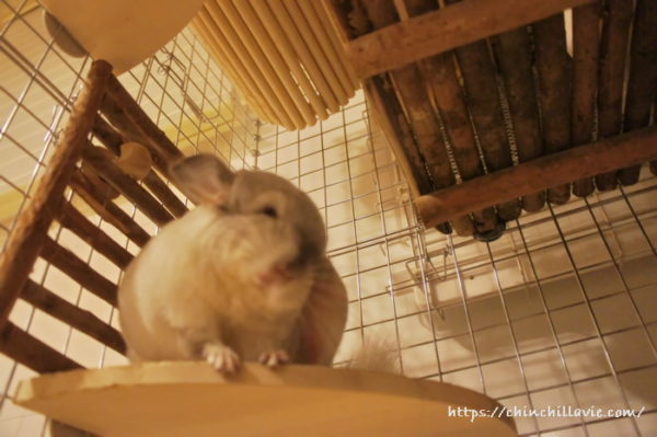 ステージを使って1Fから2Fへ向かうチンチラのティモの動線