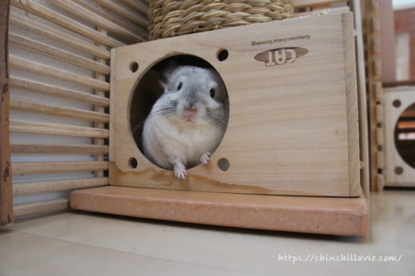 へやんぽコーナーでチンチラ「ティモ」が一番安心できるとっておきな場所