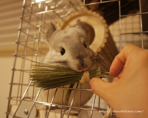 チンチラのティモに「かじりーず」のいぐさのおもちゃを試してみました