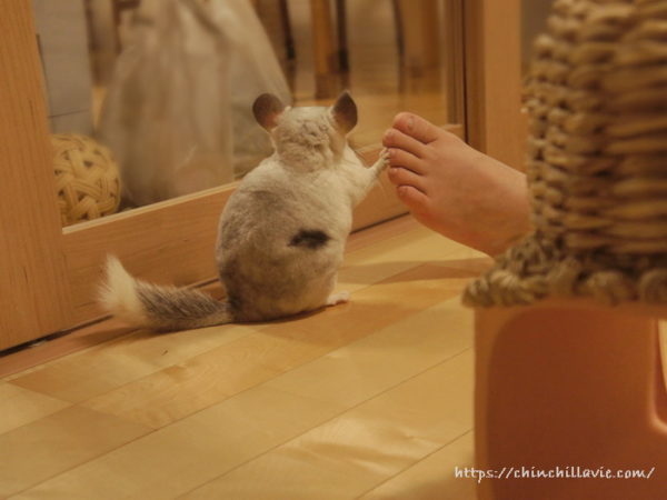 チンチラ「ティモ」の小さなオテテ