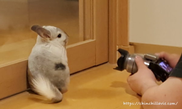 チンチラのティモの撮影会