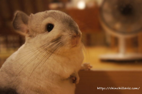 カメラの前でじーっとしてくれているチンチラのティモ