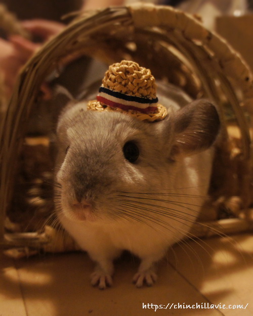 めめさんのお帽子を被るチンチラのティモ