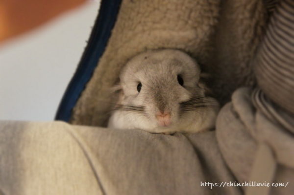 1日の始まりのお掃除タイムには部屋着パーカーに入ってじっと見つめるチンチラのティモ