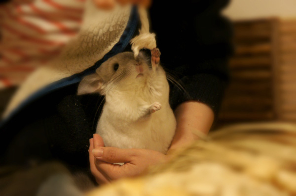 チンチラのティモ　へやんぽ　パーカーの紐もチンチラのティモにとっては立派な遊び道具