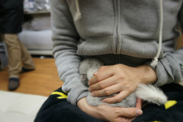 チンチラのティモ　2014年12月　鶯谷のうさぎさんにて