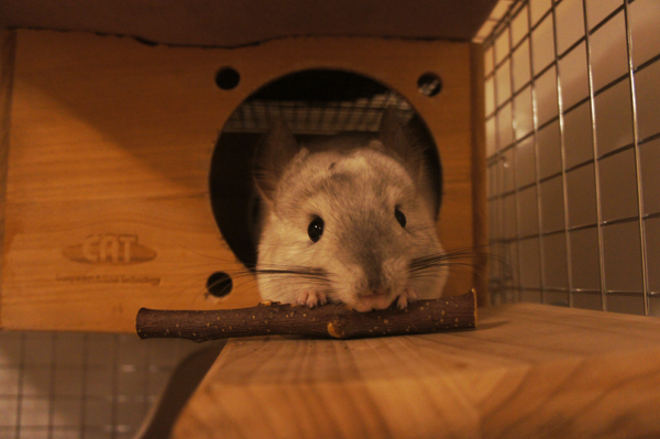 チンチラのティモが一番喜ぶプレゼントはカワイのりんごバー 喜んでかじっているところ