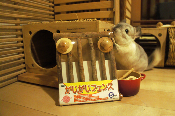 チンチラのティモの大のお気に入りなかじり木 カワイのがじがじフェンス 未開封なのにもう遊びたいとおねだりするティモの様子