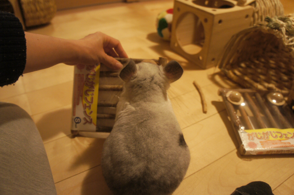 お気に入りなカワイのがじがじフェンスを袋から開けてもらうのをじーっと待つチンチラのティモの様子