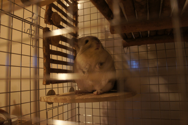 チンチラのティモのケージに取り付けたカワイのがじがじフェンスをかじりにくるティモの様子 おもちゃよりおすすめ