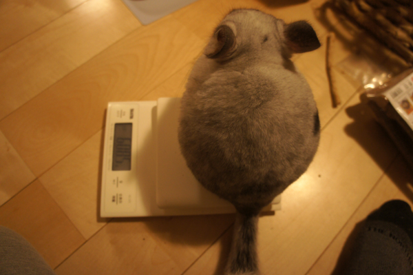 チンチラのティモの2歳の誕生日に体重測定 608グラム キッチンスケールにちゃんと乗るお利口さんなチンチラ