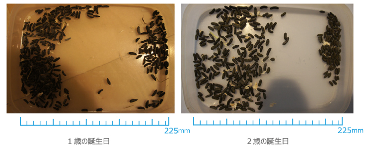 チンチラのティモの1日にするうんちをまとめた写真 1歳のときより2歳になった方が大きくて形もよいうんち