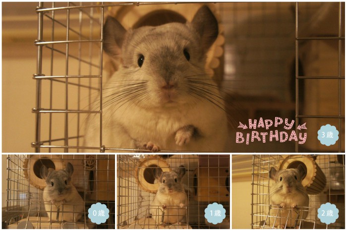 チンチラのティモが３歳になりました