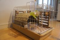 チンチラのティモの移動用キャリーレイアウト　ハウスとえさ入れ、給水ボトル、かじり木、床は平らになるようにマットを敷く　三晃商会ライトキャリー