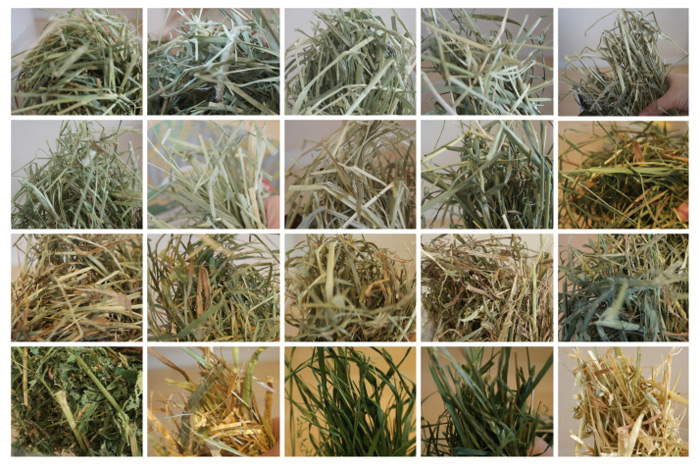 チンチラのティモに与えた牧草　（ティモ３歳）