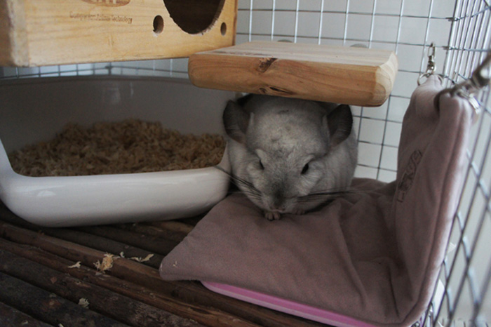 チンチラのティモの寒さ対策　マルカン　リバーシブルヒーターＭサイズ