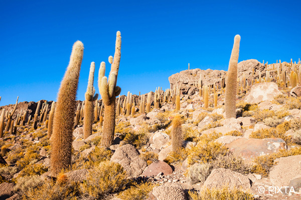 野生のチンチラの故郷 南米大陸 アンデス山脈