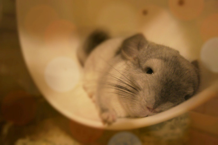 チンチラのティモの大のお気に入りのホイール回し車　Chin World Leo Braun exersize wheel