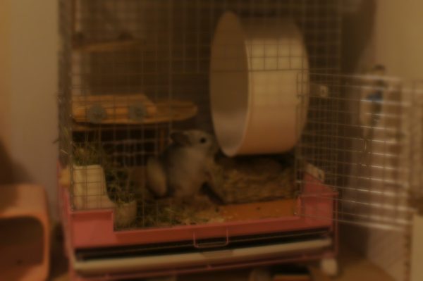 シャーという謎の音が聞こえるとき チンチラのティモがいる場所はホイール回し車の目の前で2本足で立っている