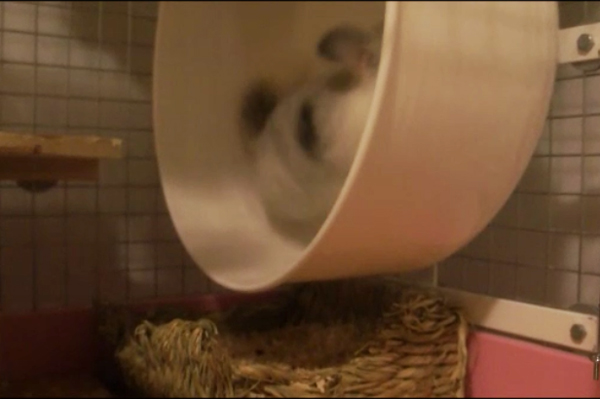 チンチラのティモ 夢中になってホイール回し車の上を走っているところ