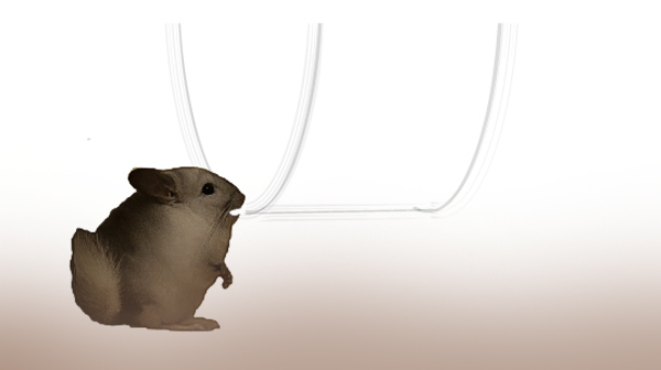 シャーという謎の音の正体 チンチラのティモがホイール回し車の淵を噛んで歯を砥いでいる