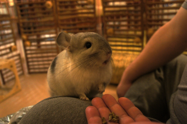 チンチラのティモ　ペレットは手で与えています