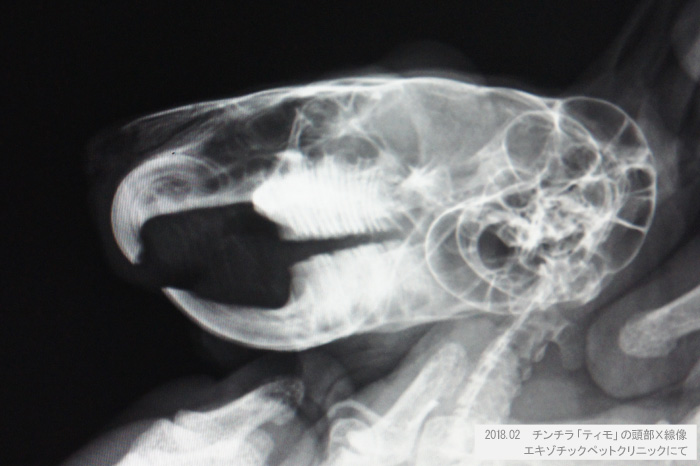 チンチラのティモ　頭部Ｘ線像　2018年2月　エキゾチックペットクリニックにて撮影