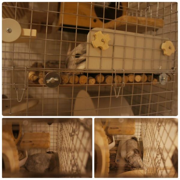 チンチラのティモ　2015年夏のチンチラケージでの過ごし方